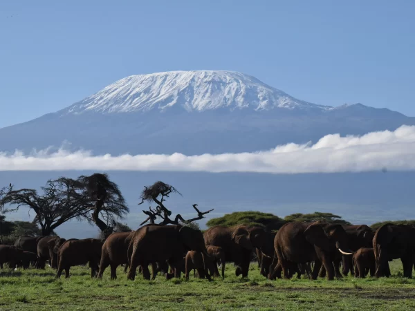 MT Kilimanjaro