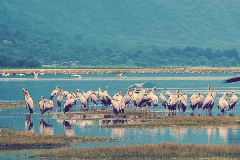 10-days-masai-mara-nakuru-amboseli-l-manyara-serengeti-ngorongoro-1