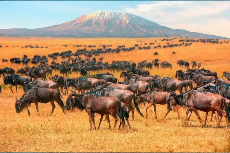 10-days-masai-mara-nakuru-amboseli-l-manyara-serengeti-ngorongoro-2