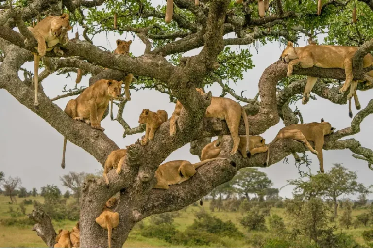 10-days-masai-mara-nakuru-amboseli-l-manyara-serengeti-ngorongoro-3
