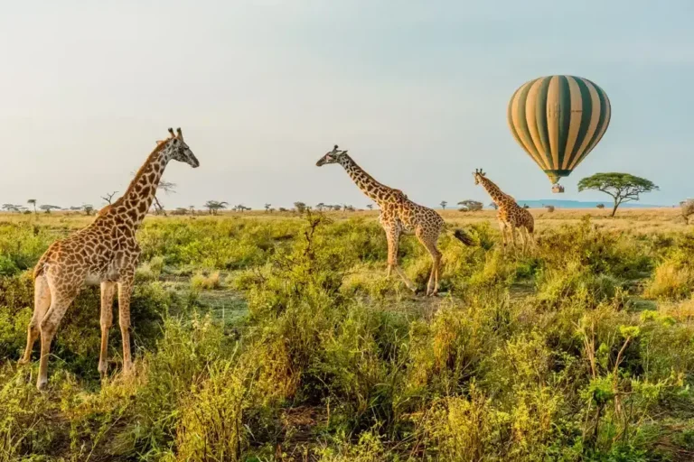 11-days-10-nights-kenya-and-tanzania-mid-range-private-safari-1