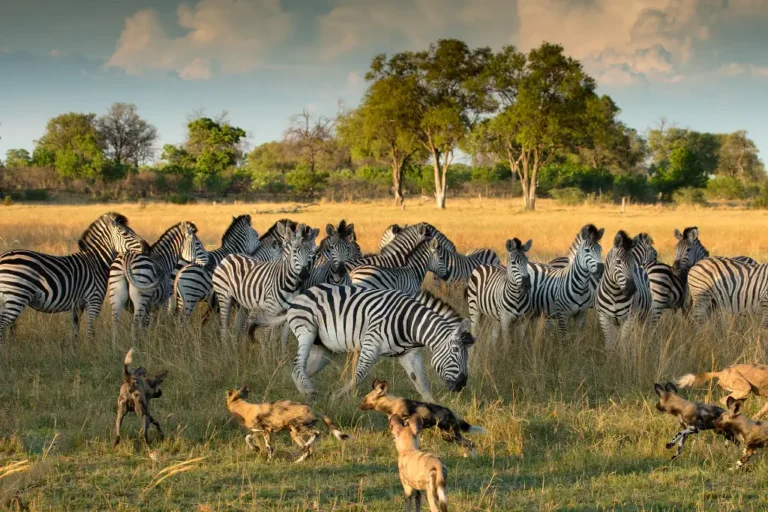 11-days-10-nights-kenya-and-tanzania-mid-range-private-safari-2 (1)