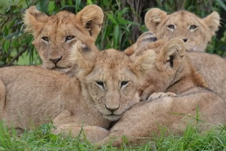 11-days-10-nights-kenya-and-tanzania-mid-range-private-safari-2