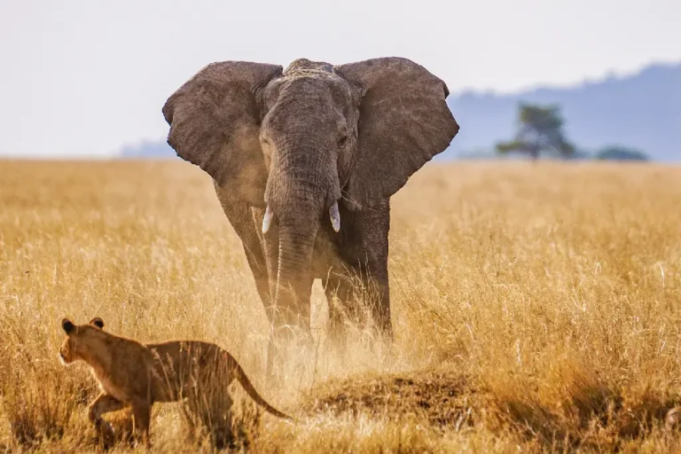 11-days-10-nights-kenya-and-tanzania-mid-range-private-safari-3