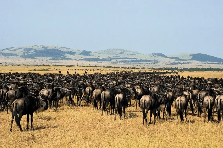 11-days-tanzania-honeymoon-safari-4 (1)