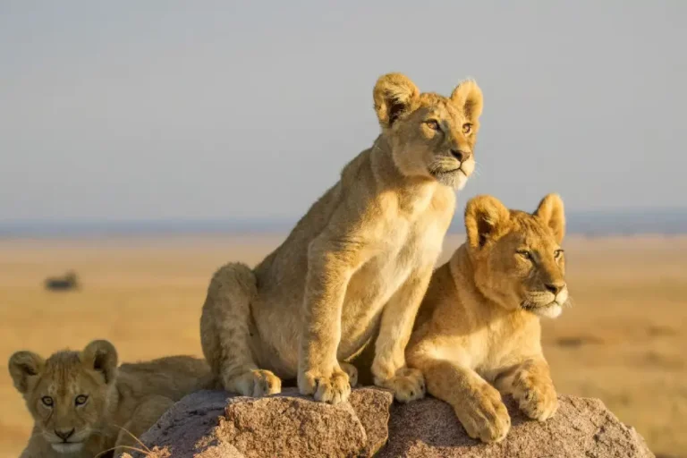 11-days-tanzania-honeymoon-safari-4