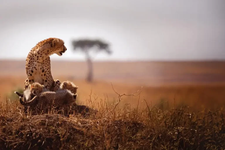 11-days-tanzania-honeymoon-safari-5