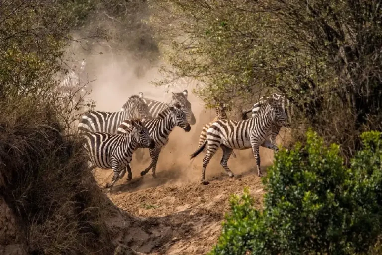 12-days-kenya-bush-and-zanzibar-beach-private-safari-3