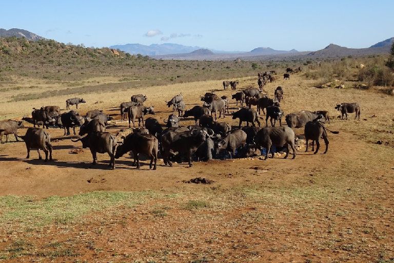 2-days-amboseli-overnight-flying-safari-2