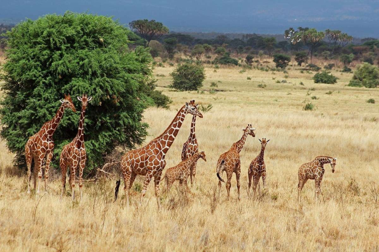 2-days-amboseli-overnight-flying-safari-4