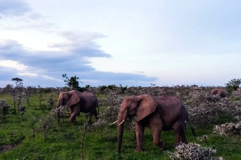 2-days-masai-mara-national-reserve-1