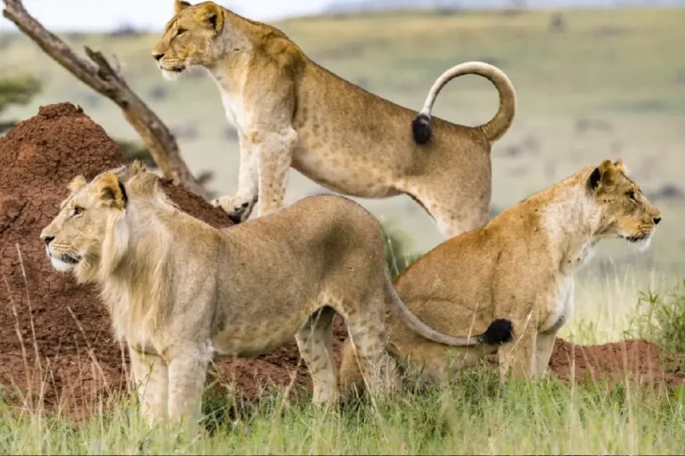 2-days-masai-mara-national-reserve-2