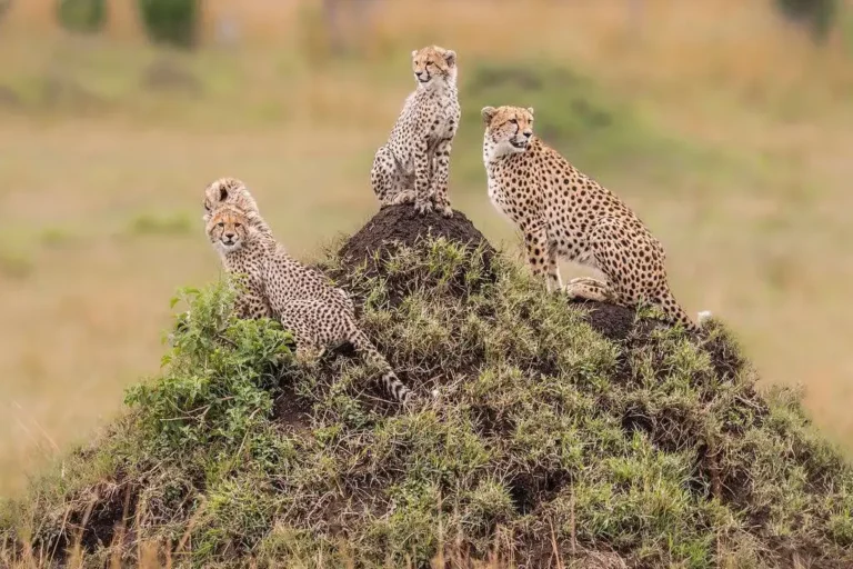 2-days-masai-mara-national-reserve-3
