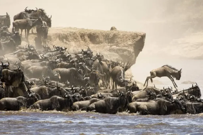 3-days-2-nights-masai-mara-1