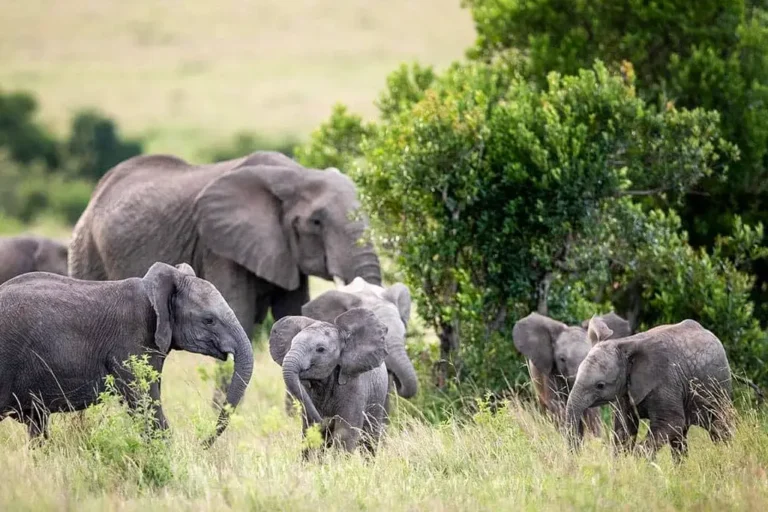 3-days-2-nights-masai-mara-5