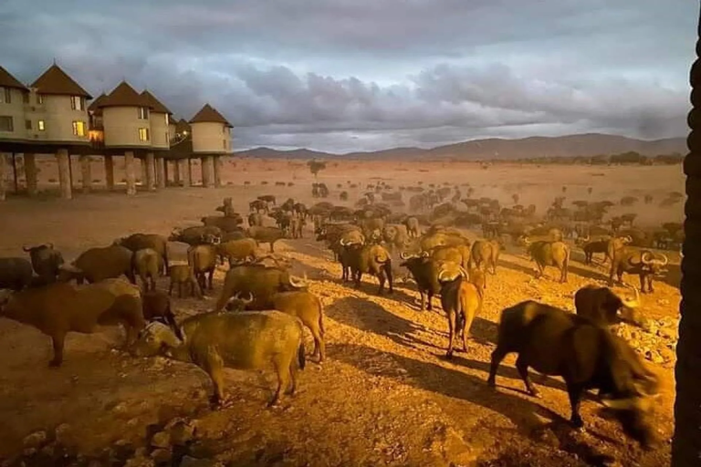 3-days-2-nights-sarova-saltlick-and-tsavo-west-private-safari-from-nairobi-4