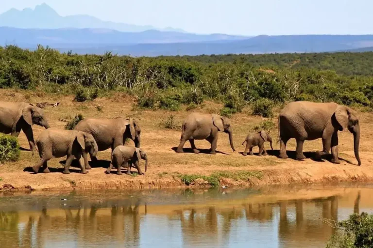 4-days-lake-nakuru-masai-mara-national-park-1