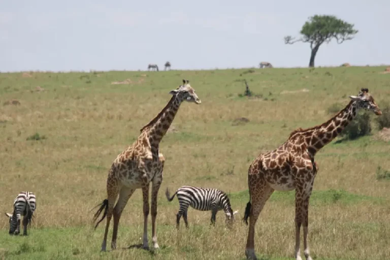4-days-lake-nakuru-masai-mara-national-park-2