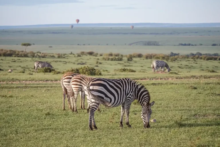 4-days-lake-nakuru-masai-mara-national-park-3