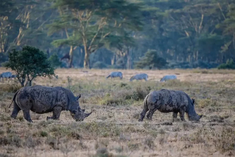 4-days-lake-nakuru-masai-mara-national-park-5