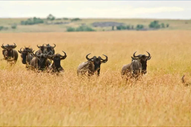 4-days-masai-mara-camping-3