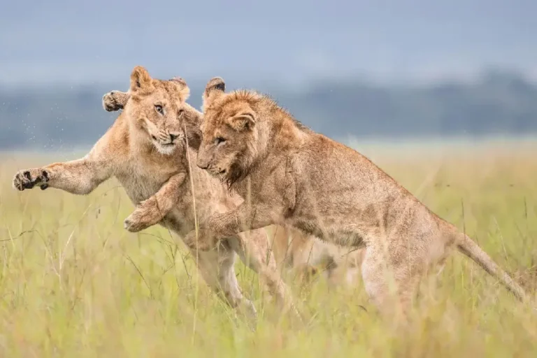 4-days-masai-mara-l-nakuru-camping-2