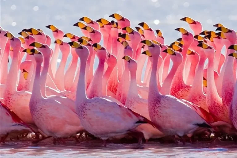 4-days-masai-mara-l-nakuru-camping-4
