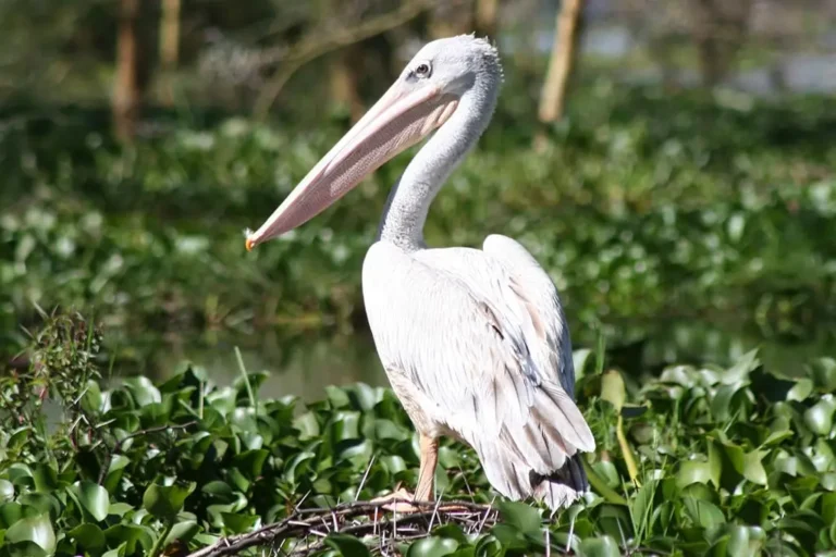 5-days-lake-naivasha-lake-nakuru-masai-mara-private-safari-2