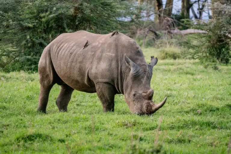 5-days-lake-naivasha-lake-nakuru-masai-mara-private-safari-4