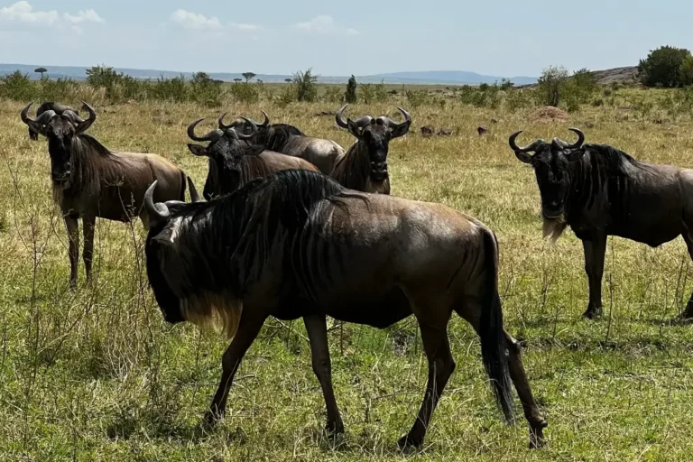 5-days-lake-naivasha-lake-nakuru-masai-mara-private-safari-5