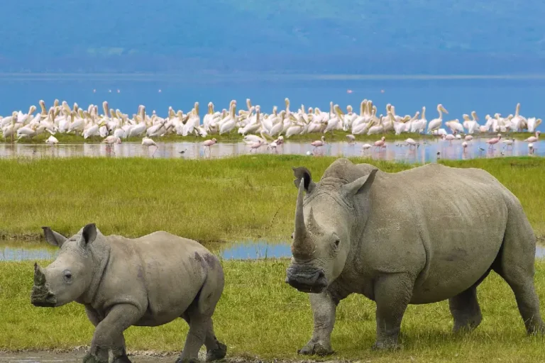 5-days-masai-mara-l-nakuru-camping-1