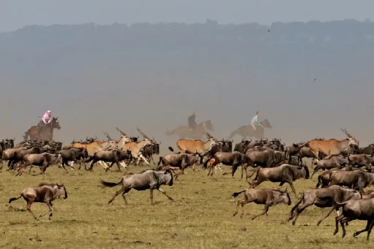 5-days-masai-mara-l-nakuru-camping-2