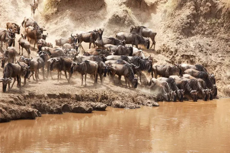 5-days-masai-mara-l-nakuru-camping-4