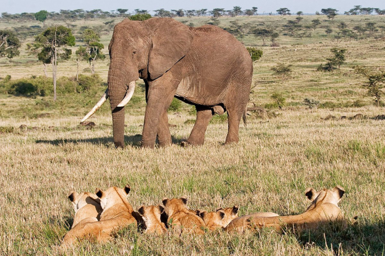 5-days-masai-mara-lake-nakuru-lake-naivasha-1 (1)