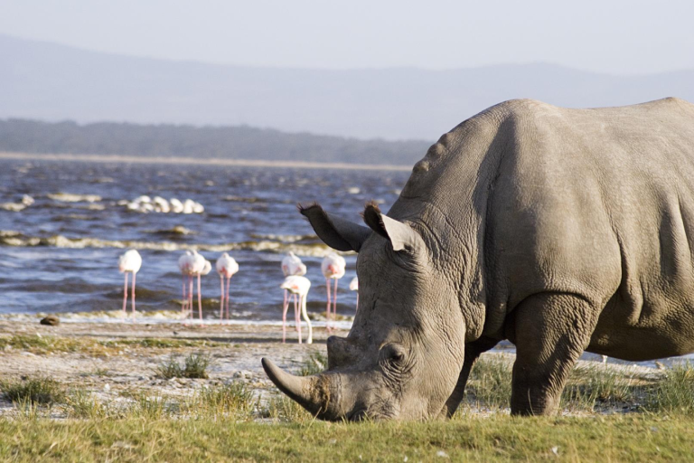 5-days-masai-mara-lake-nakuru-lake-naivasha-3