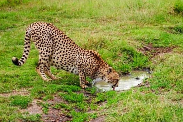 5-days-masai-mara-lake-nakuru-lake-naivasha-4