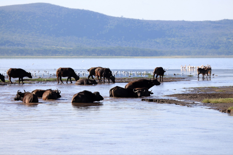 5-days-masai-mara-or-lake-nakuru-camping-1