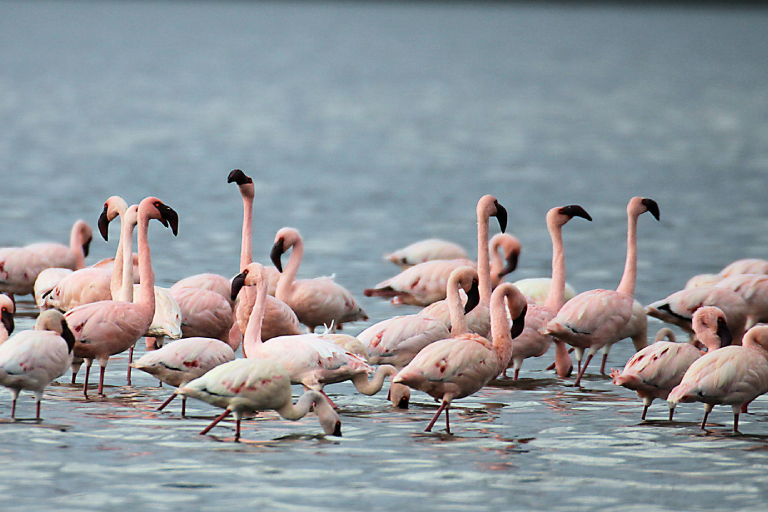 5-days-masai-mara-or-lake-nakuru-camping-3