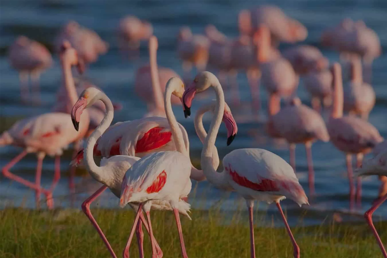 5-days-tanzania-safari-1
