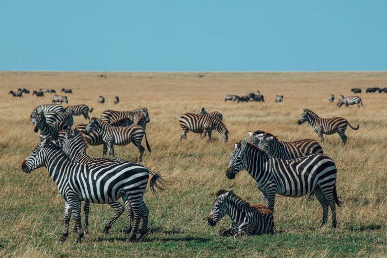 5-days-tanzania-safari-3