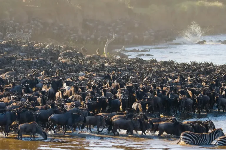 6-days-kenya-tanzania-tour-masai-mara-serengeti-ngorongoro-1