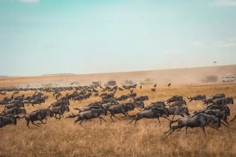 6-days-kenya-tanzania-tour-masai-mara-serengeti-ngorongoro-2