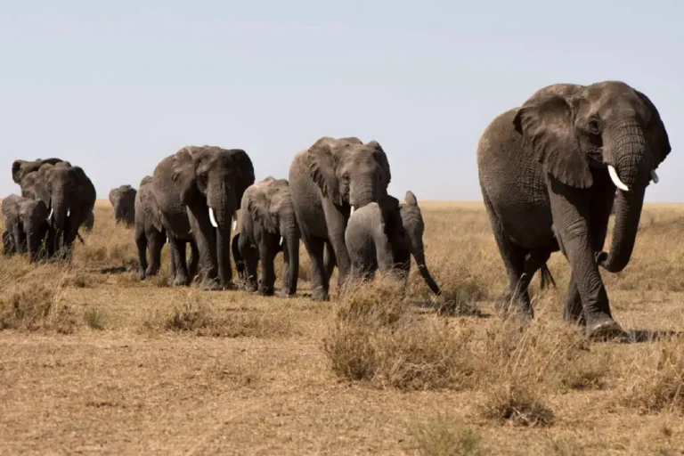 6-days-kenya-tanzania-tour-masai-mara-serengeti-ngorongoro-4