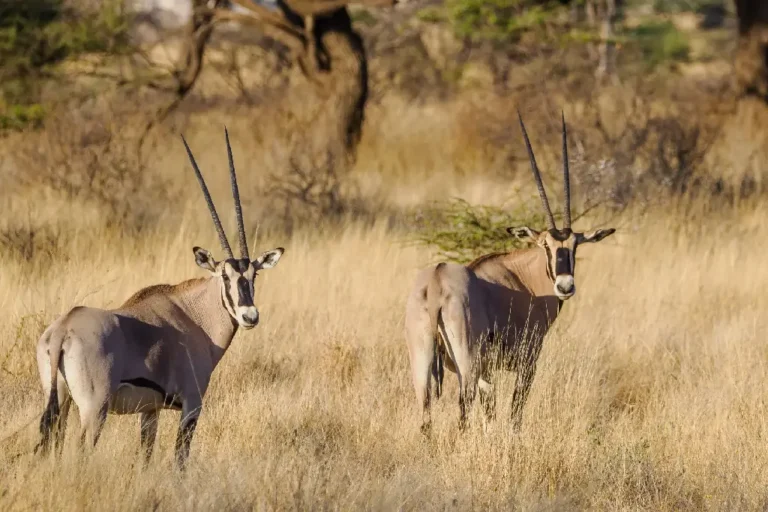 6-days-samburu-lake-nakuru-masai-mara-1