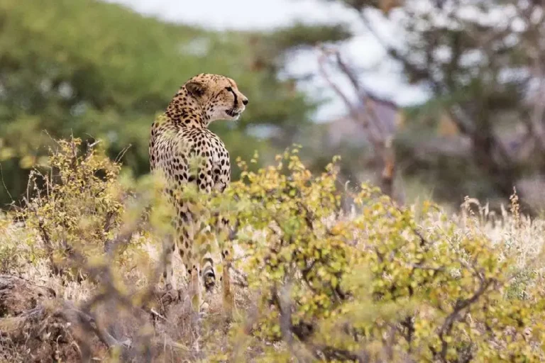 6-days-samburu-lake-nakuru-masai-mara-2