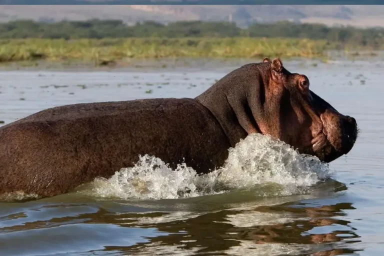 6-days-samburu-lake-nakuru-masai-mara-4
