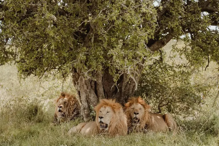 6-days-samburu-lake-nakuru-masai-mara-5