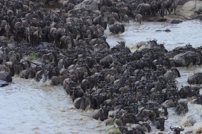 6-days-tanzania-wildebeest-migration-safari-3