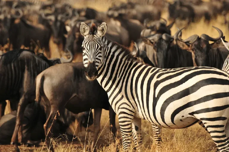 6-days-tanzania-wildebeest-migration-safari-4