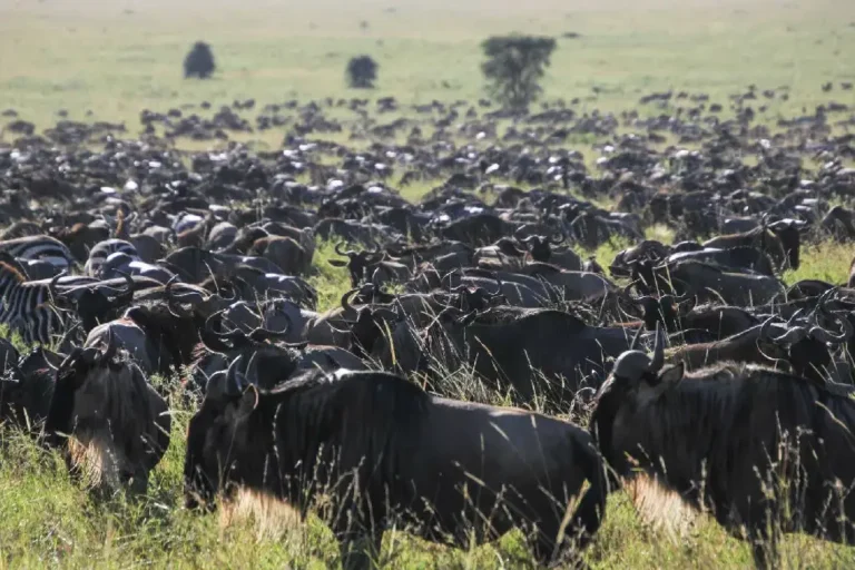 6-days-tanzania-wildebeest-migration-safari-5